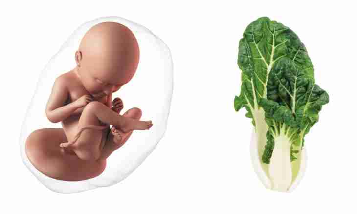 32 weeks of pregnancy: feelings, development of a fruit